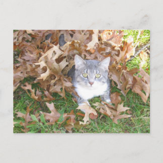 Kitten Postcard