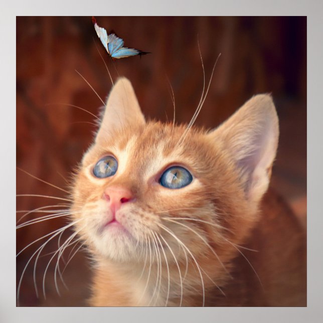 Kitten Poster (Front)