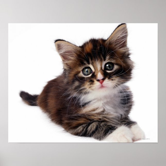 Kitten Poster (Front)