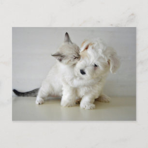 Kitten Puppy Postcard
