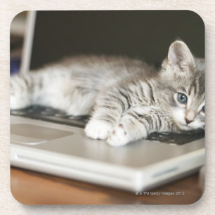 Kitten resting on laptop computer coaster