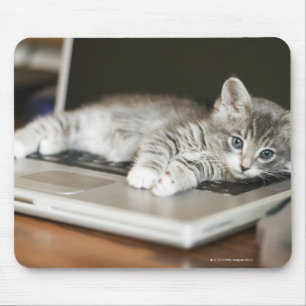 Kitten resting on laptop computer mouse pad