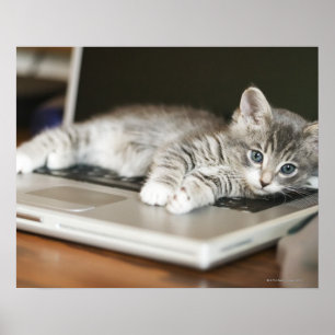 Kitten resting on laptop computer poster