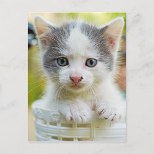 Kitten Rides A Bike Postcard