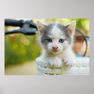 Kitten Rides A Bike Poster