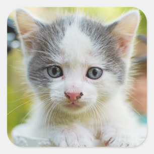 Kitten Rides A Bike Square Sticker