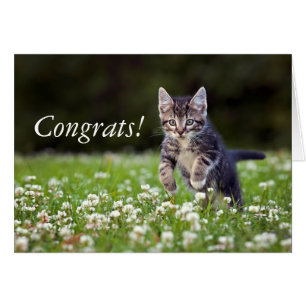Kitten Running Through Clover
