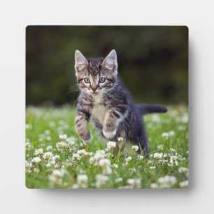 Kitten Running Through Clover Plaque
