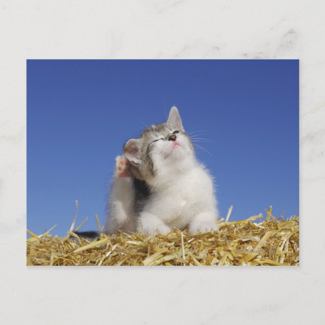 Kitten sitting on straw, scratching, close-up postcard (Front)