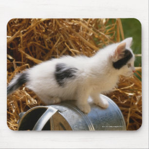 Kitten sitting on top of watering can mouse pad