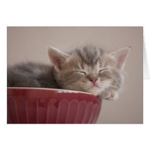 Kitten Sleeping In A Bowl