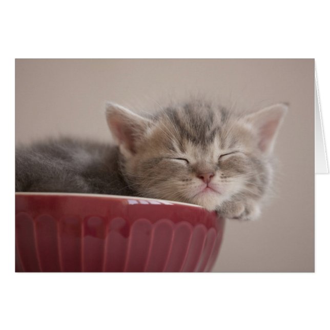 Kitten Sleeping In A Bowl (Front Horizontal)