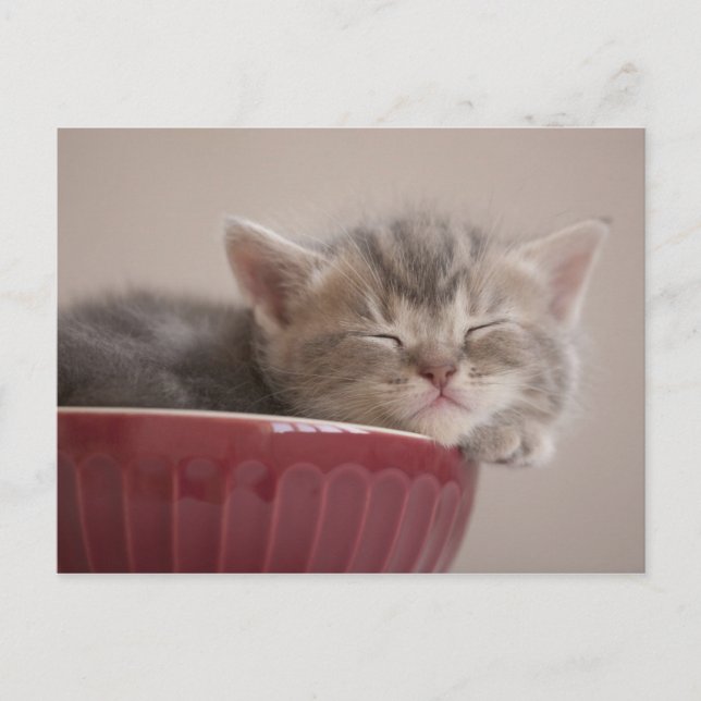 Kitten Sleeping In A Bowl Postcard (Front)
