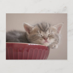 Kitten Sleeping In A Bowl Postcard