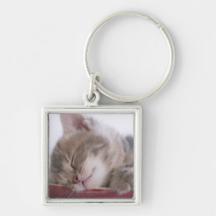 Kitten Sleeping in Bowl 2 Keychain