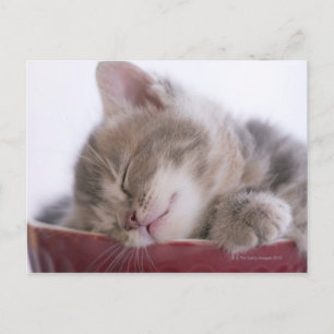 Kitten Sleeping in Bowl 2 Postcard