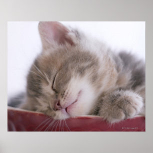 Kitten Sleeping in Bowl 2 Poster