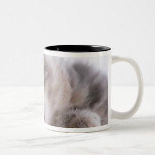 Kitten Sleeping in Bowl 2 Two-Tone Coffee Mug