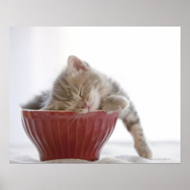 Kitten Sleeping in Bowl Poster (Front)