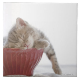 Kitten Sleeping in Bowl Tile