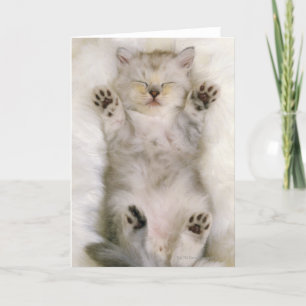 Kitten Sleeping on a White Fluffy Carpet, High Card