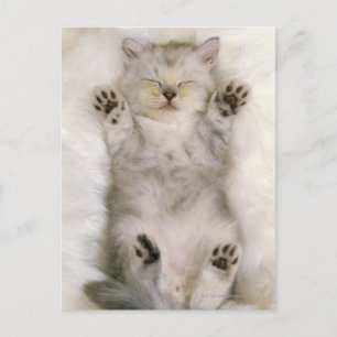 Kitten Sleeping on a White Fluffy Carpet, High Postcard