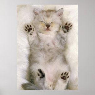 Kitten Sleeping on a White Fluffy Carpet, High Poster
