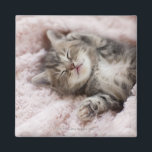 Kitten Sleeping on Towel Magnet<br><div class="desc">Kitten Sleeping on Towel | C.O.T/a.collectionRF | AssetID: 108746250</div>