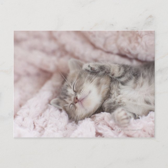 Kitten Sleeping on Towel Postcard (Front)