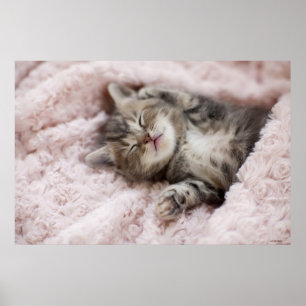 Kitten Sleeping on Towel Poster