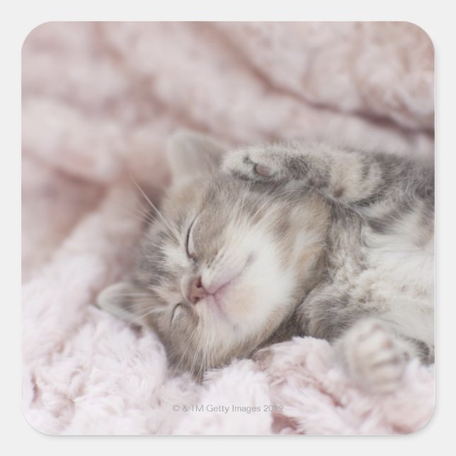 Kitten Sleeping on Towel Square Sticker (Front)