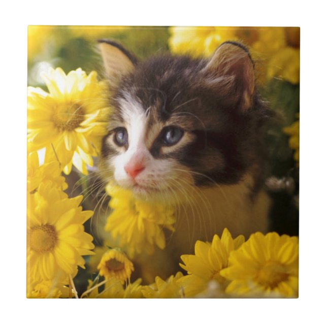 Kitten Sniffs The Yellow Daisies Tile (Front)