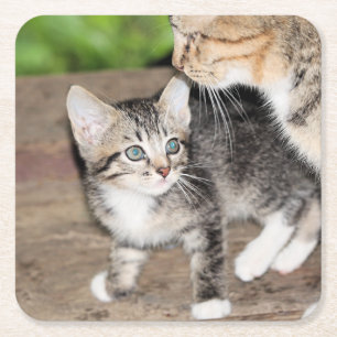 Kitten Square Paper Coaster