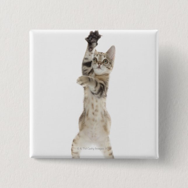 Kitten standing on back paws 2 inch square button (Front)