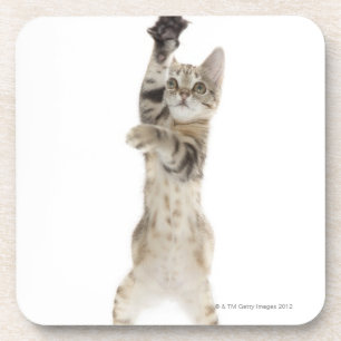 Kitten standing on back paws coaster