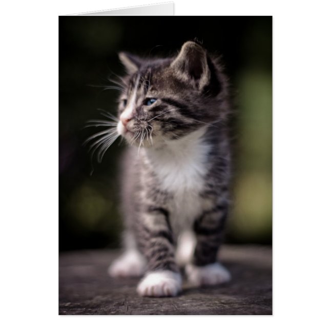 Kitten Standing Tall (Devant)