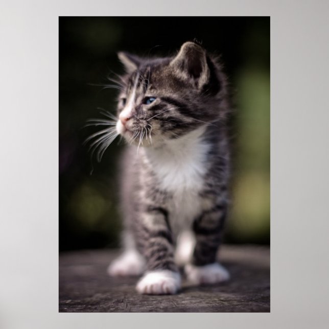 Kitten Standing Tall Poster (Front)
