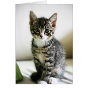 Kitten Stare