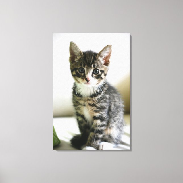 Kitten Stare Canvas Print (Front)