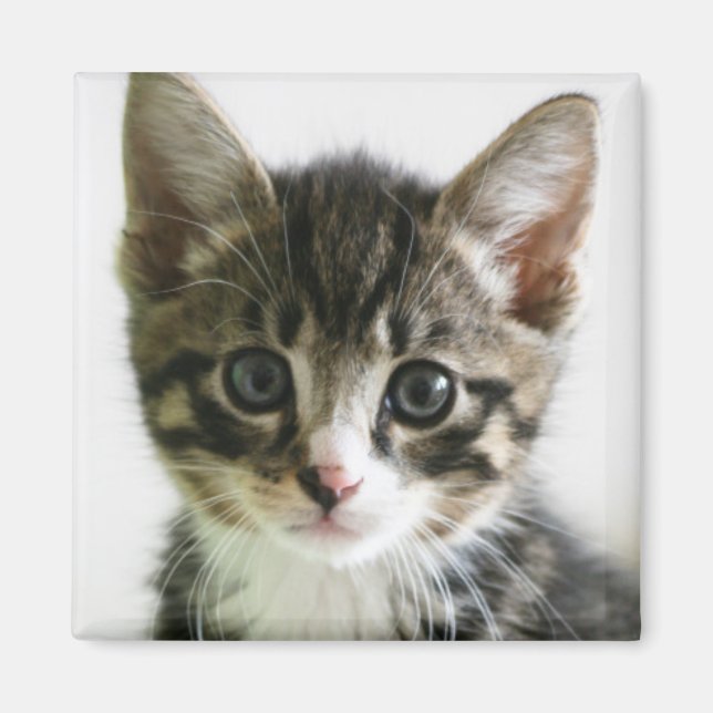 Kitten Stare Magnet (Front)