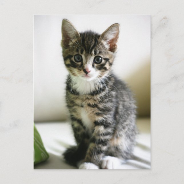 Kitten Stare Postcard (Front)