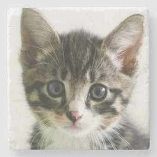 Kitten Stare Stone Coaster