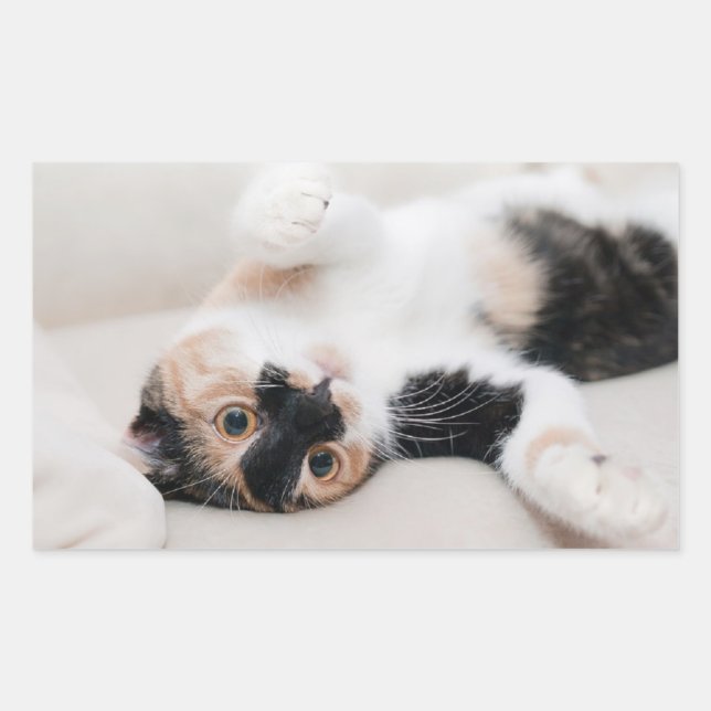 Kitten Sticker (Front)