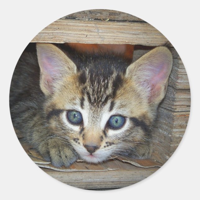 Kitten Sticker (Front)