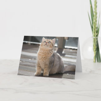Kitten Thank You Card