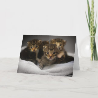Kitten Thank You Card