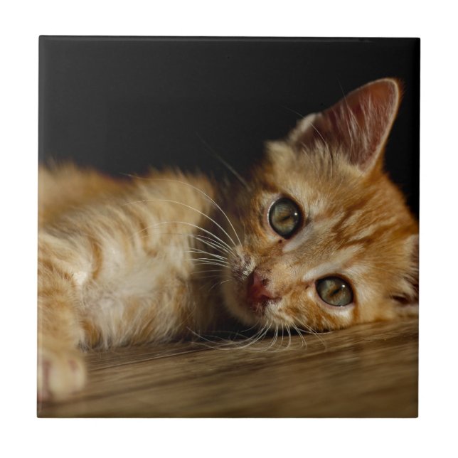 Kitten Tile (Front)