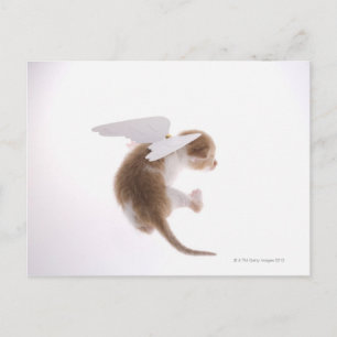 Kitten with angel wings attached to back, rear postcard