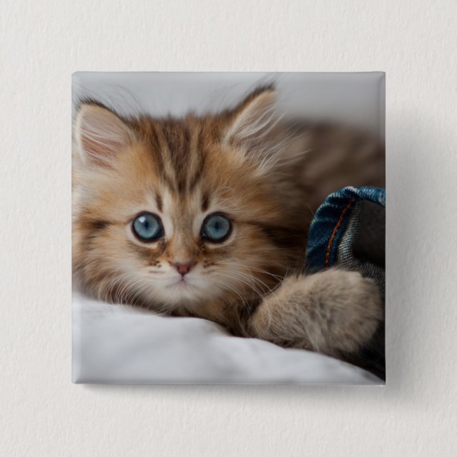 Kitten With Blue Eyes 2 Inch Square Button (Front)