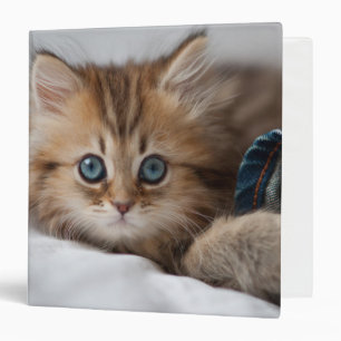 Kitten With Blue Eyes Binder
